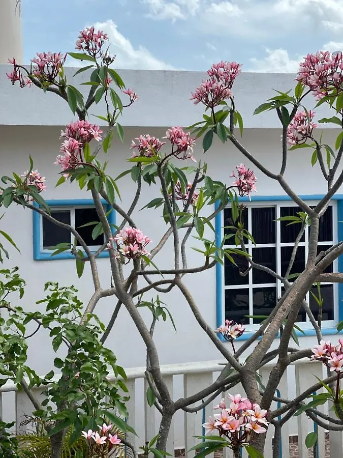 Estudios Rehilete Isla Holbox